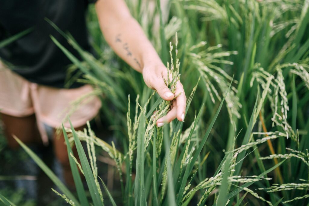 A person gently holds a stalk of rice in a lush green field. Ideal for agricultural themes.