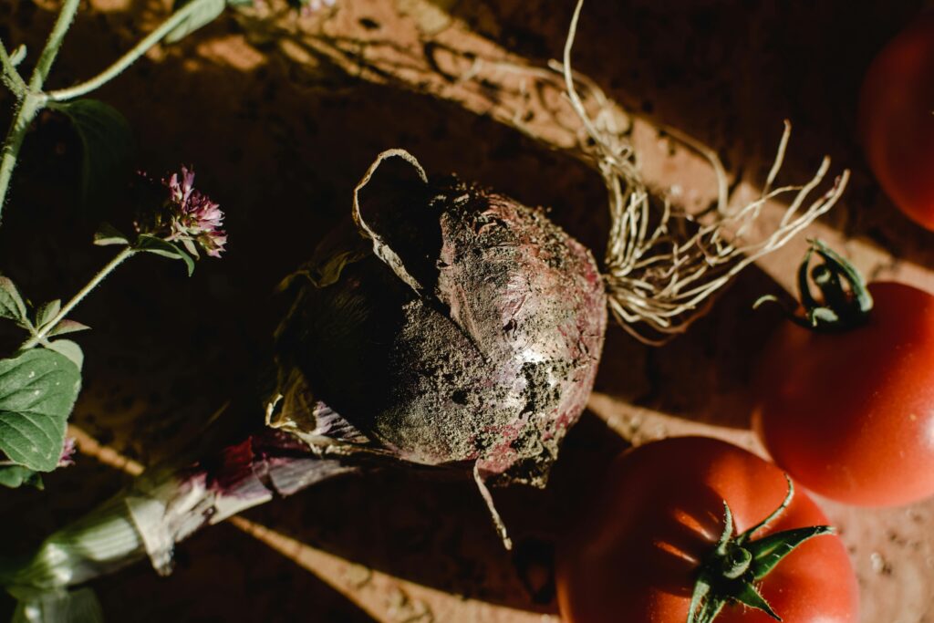 Close-up of fresh organic onion and tomatoes on soil with morning light, highlighting natural textures.